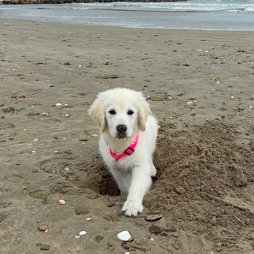Athéna participe au concours pour gagner de l'argent avec cette photo : puppy, dog, beach, sand, hole, shells, ocean, waves, cloudy_sky, collar, white_dog, cute, outdoor, animal, pet, playful, young_dog, nature, water, shore