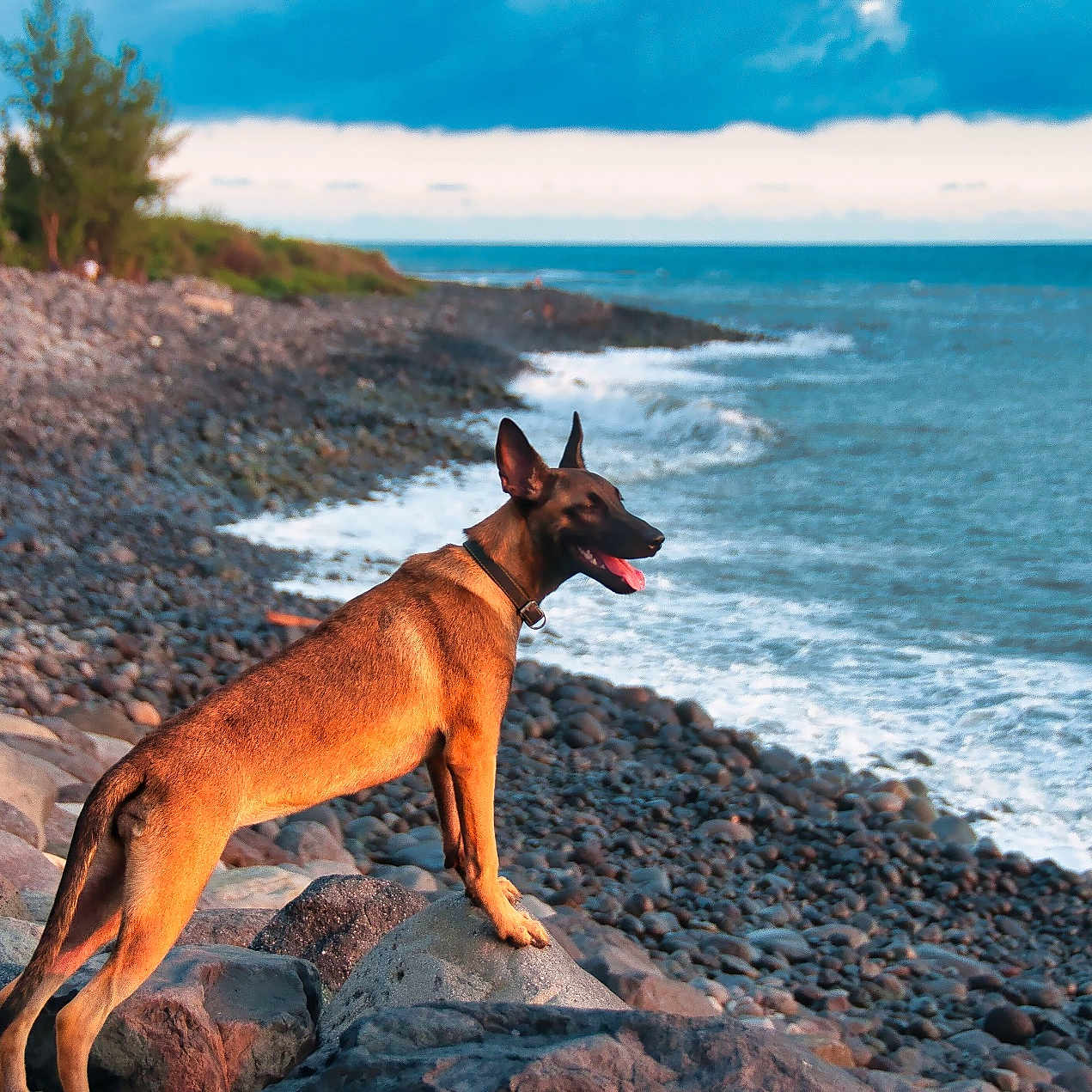 Isis participe au concours pour gagner de l'argent avec cette photo : animal, beach, canine, coast, dog, horizon, landscape, nature, outdoors, palmtree, pet, plant, rock, sea, shoreline, sky, soil, summer, tree, water