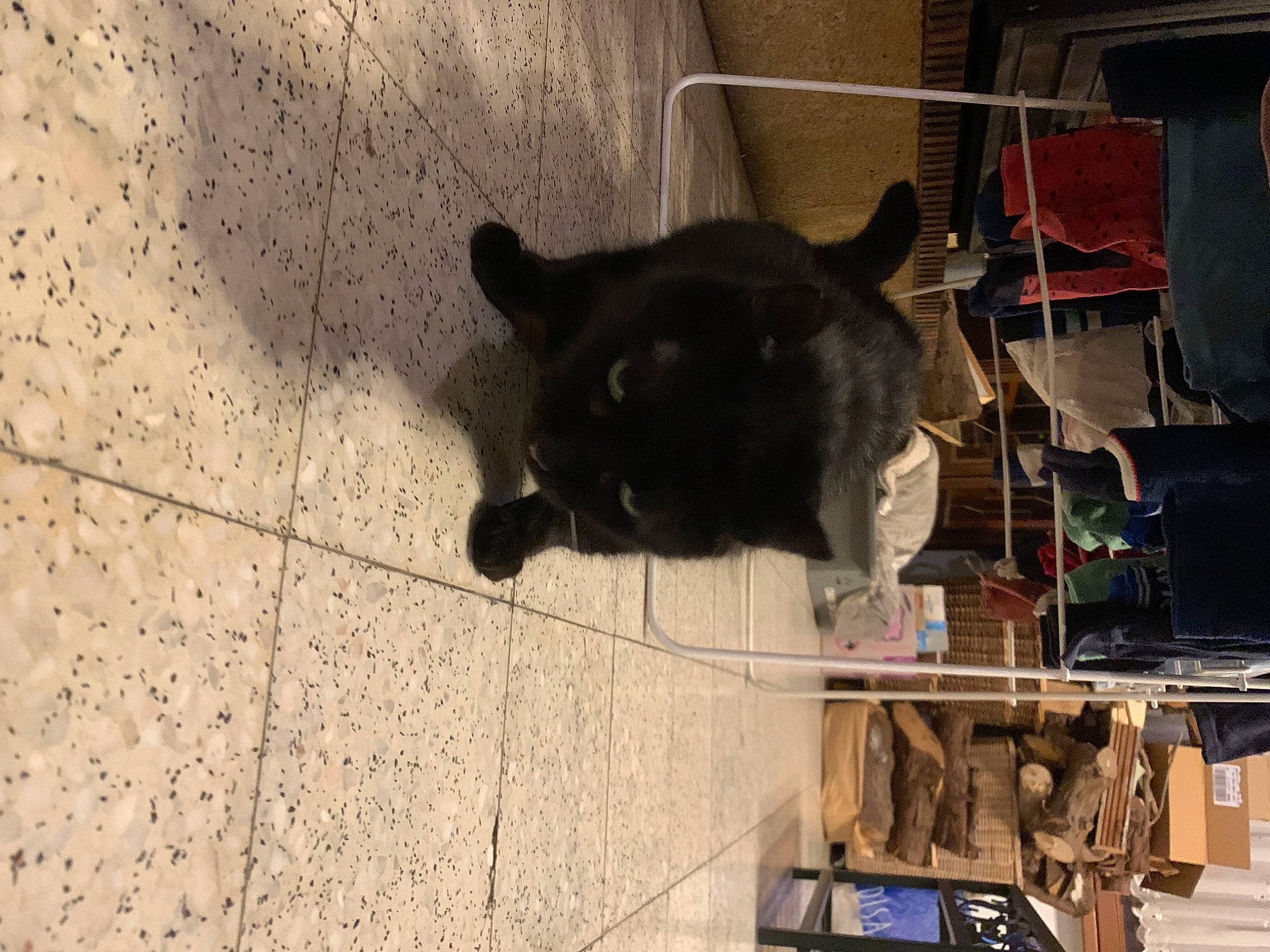 Mia participe au concours pour gagner de l'argent avec cette photo : american_black_bear, carnivore, concrete, dog_breed, domestic_short_haired_cat, felidae, flooring, fur, grey, room, shadow, small_to_medium_sized_cats, snout, tail, terrestrial_animal, tints_and_shades, tire, vehicle, wood