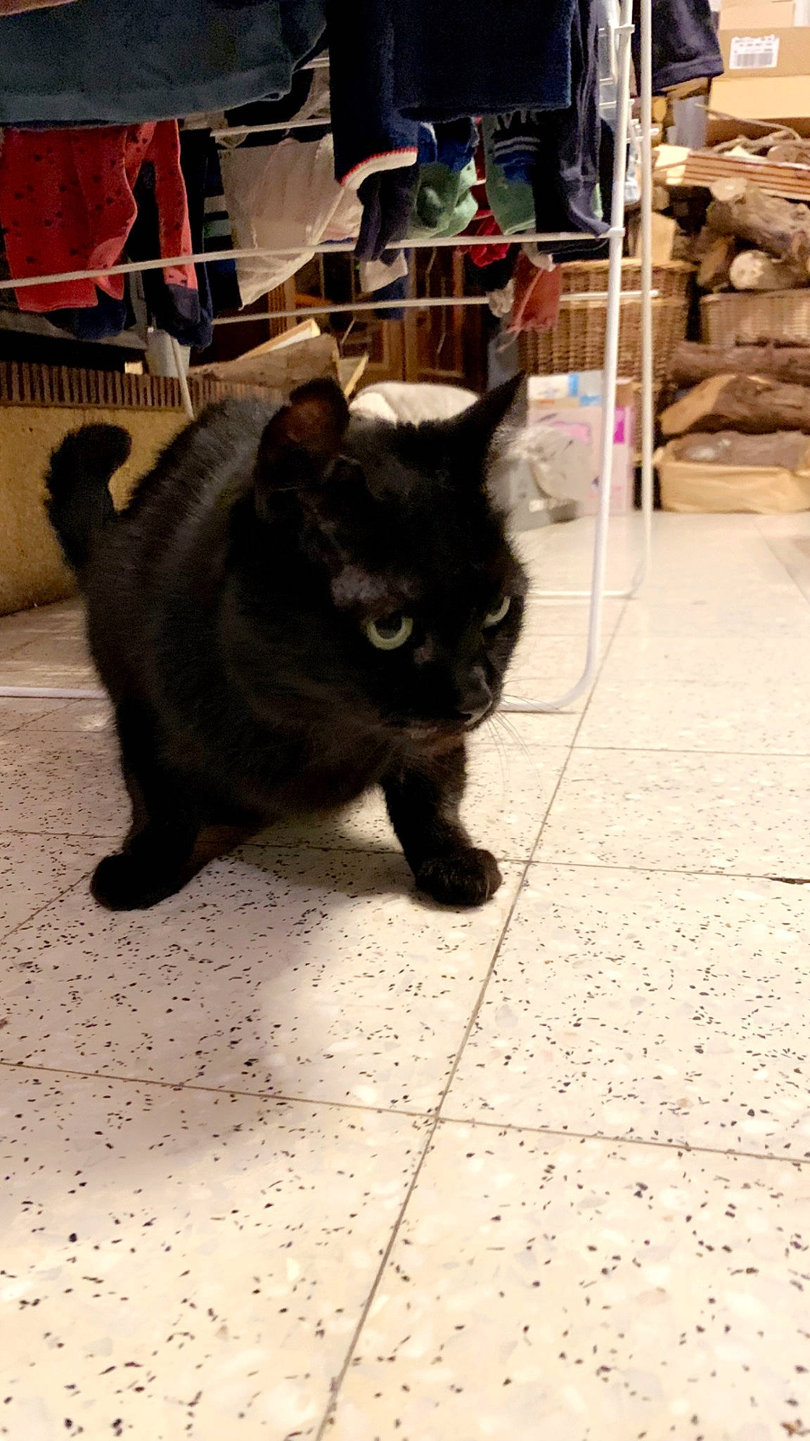 Mia a rejoint le concours — aidez-le/la à gagner de superbes lots ! black_cat, bombay, carnivore, cat, claw, domestic_short_haired_cat, felidae, floor, flooring, fur, paw, road_surface, shadow, sitting, small_to_medium_sized_cats, snout, street, tail, terrestrial_animal, whiskers