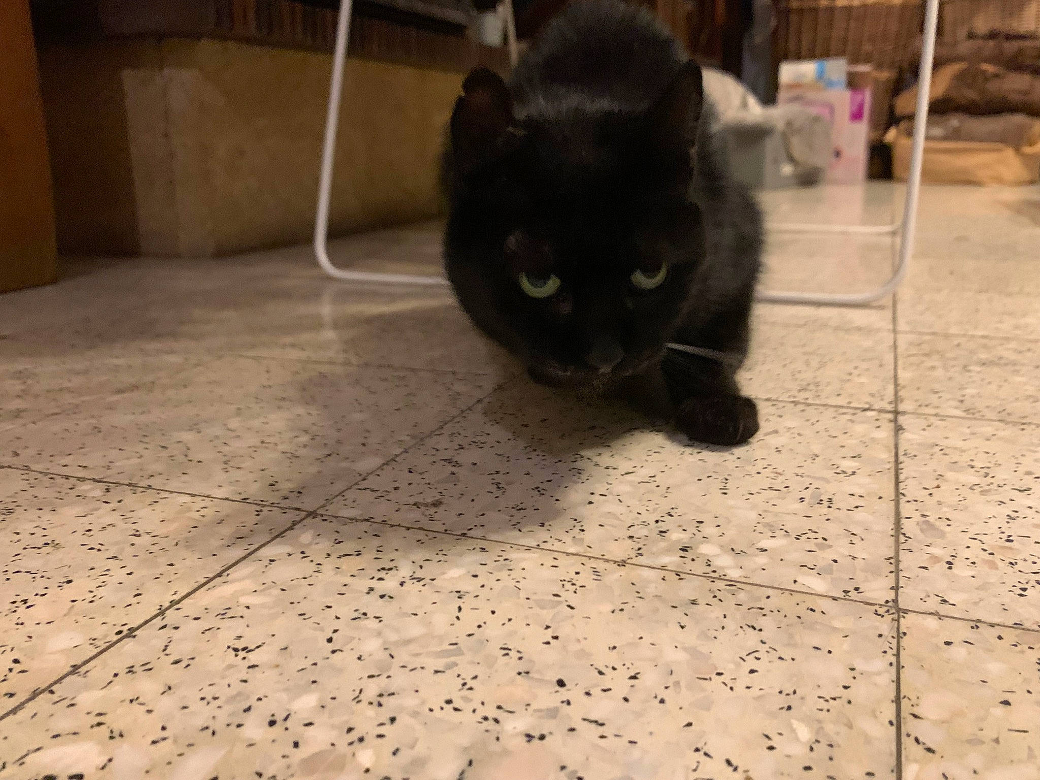 Mia participe au concours pour gagner de l'argent avec cette photo : black_cat, bombay, carnivore, cat, claw, domestic_short_haired_cat, felidae, floor, flooring, fur, grey, paw, road_surface, shadow, small_to_medium_sized_cats, snout, tail, terrestrial_animal, tile_flooring, whiskers