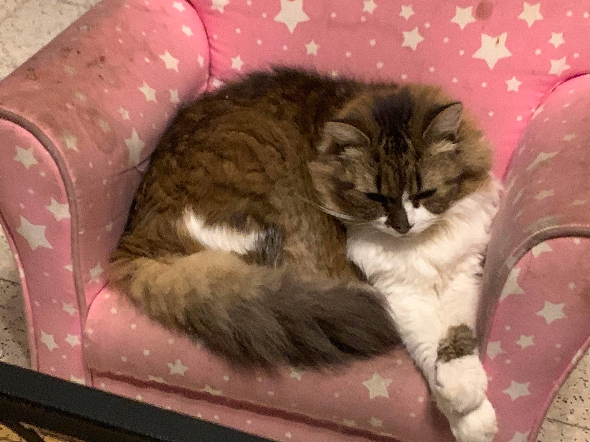 Duchesse participe au concours pour gagner de l'argent avec cette photo : carnivore, cat, cat_bed, cat_supply, claw, comfort, couch, domestic_short_haired_cat, fawn, felidae, fur, nap, paw, plant, room, small_to_medium_sized_cats, tail, terrestrial_animal, vertebrate, whiskers