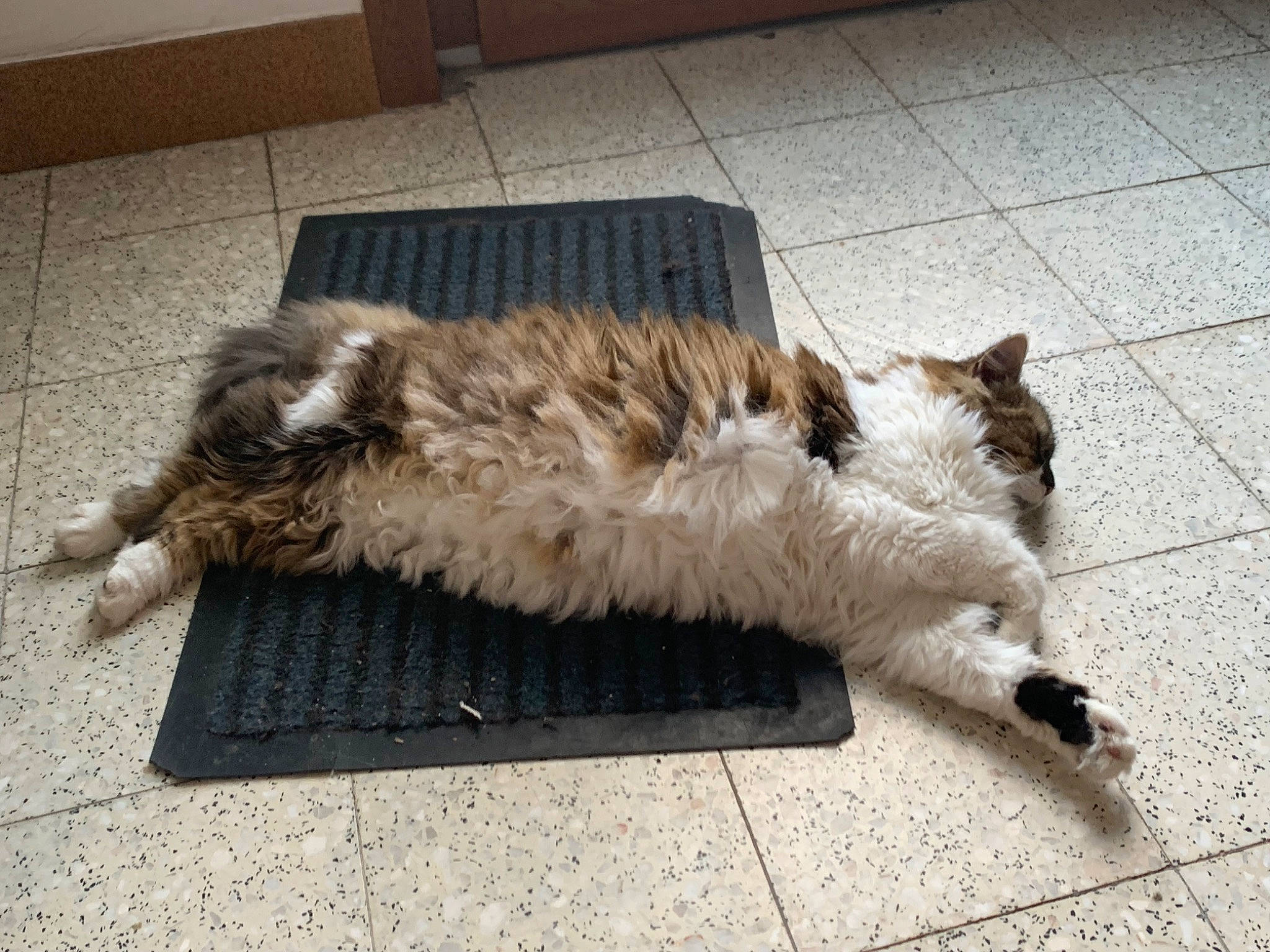 Duchesse participe au concours pour gagner de l'argent avec cette photo : canidae, carnivore, cat, claw, companion_dog, dog_breed, domestic_short_haired_cat, fawn, felidae, floor, flooring, fur, grey, hardwood, paw, small_to_medium_sized_cats, tail, terrestrial_animal, whiskers, wood