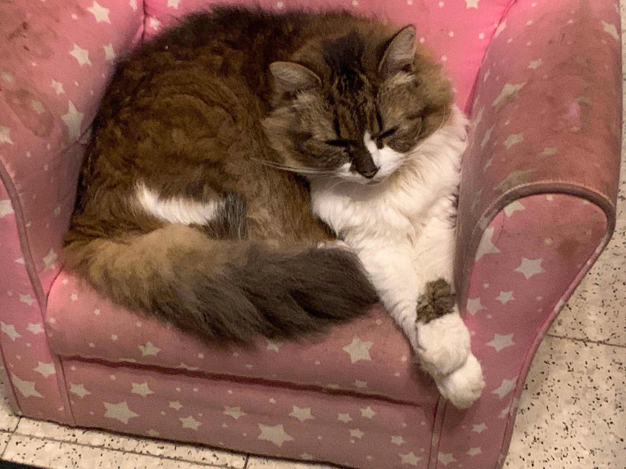 Duchesse participe au concours pour gagner de l'argent avec cette photo : carnivore, cat, cat_bed, cat_supply, claw, comfort, couch, domestic_short_haired_cat, fawn, felidae, fur, lap, nap, paw, plant, small_to_medium_sized_cats, tail, terrestrial_animal, whiskers