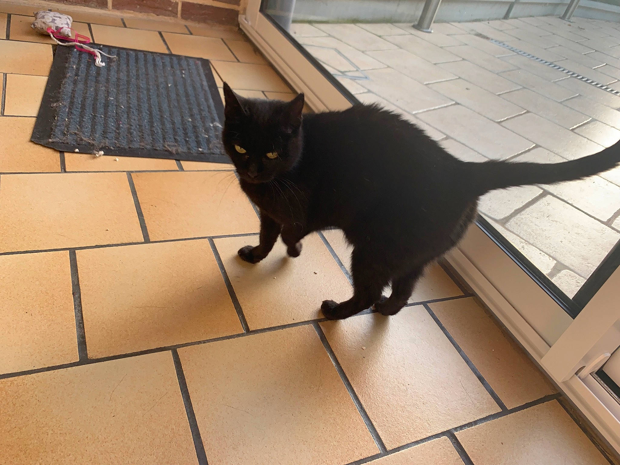 Midinette a rejoint le concours — aidez-le/la à gagner de superbes lots ! black_cat, bombay, carnivore, cat, claw, domestic_short_haired_cat, felidae, floor, flooring, fur, hardwood, plant, shadow, small_to_medium_sized_cats, tail, tile, tile_flooring, tints_and_shades, whiskers, wood