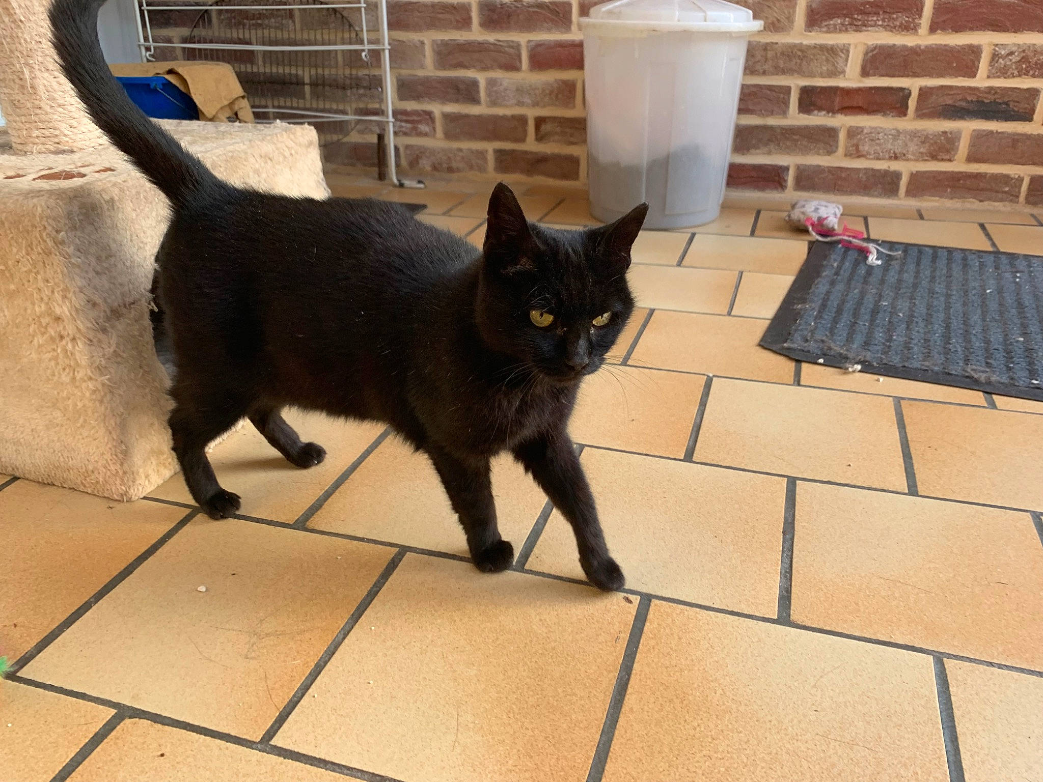 Midinette participe au concours pour gagner de l'argent avec cette photo : black_cat, bombay, carnivore, cat, claw, domestic_short_haired_cat, felidae, floor, flooring, flowerpot, fur, grey, input_device, metal, shadow, small_to_medium_sized_cats, snout, tail, tile, whiskers