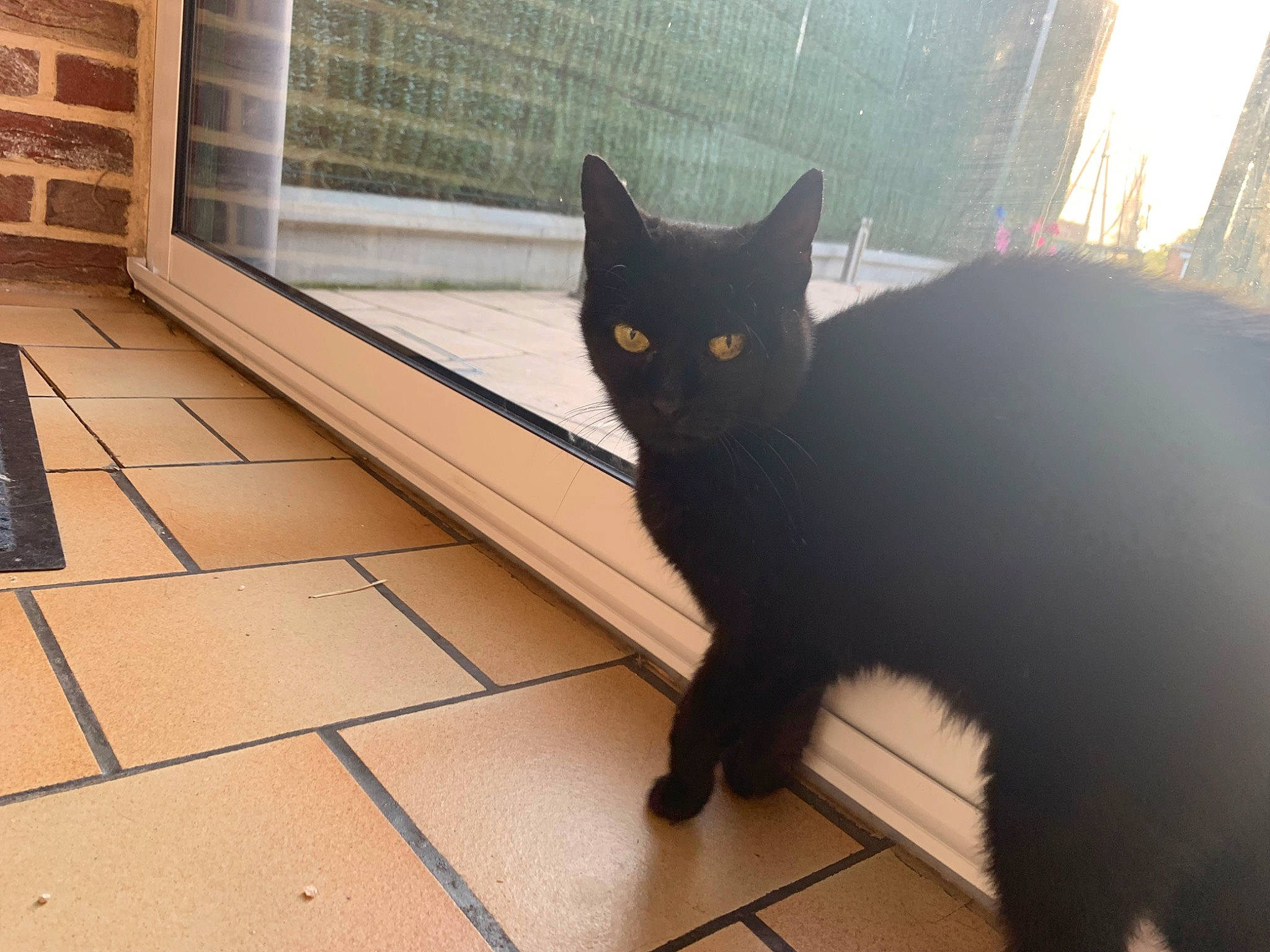 Midinette a rejoint le concours — aidez-le/la à gagner de superbes lots ! black_cat, bombay, carnivore, cat, domestic_short_haired_cat, felidae, flooring, fur, grey, hardwood, shadow, small_to_medium_sized_cats, snout, tail, terrestrial_animal, tints_and_shades, tree, whiskers, window, wood