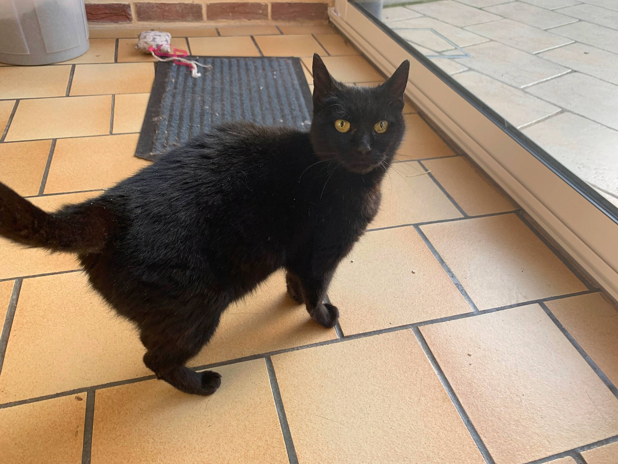 Midinette a rejoint le concours — aidez-le/la à gagner de superbes lots ! bombay, carnivore, cat, computer_keyboard, domestic_short_haired_cat, felidae, floor, flooring, fur, grey, input_device, mammal, peripheral, small_to_medium_sized_cats, snout, space_bar, tail, terrestrial_animal, vertebrate, whiskers