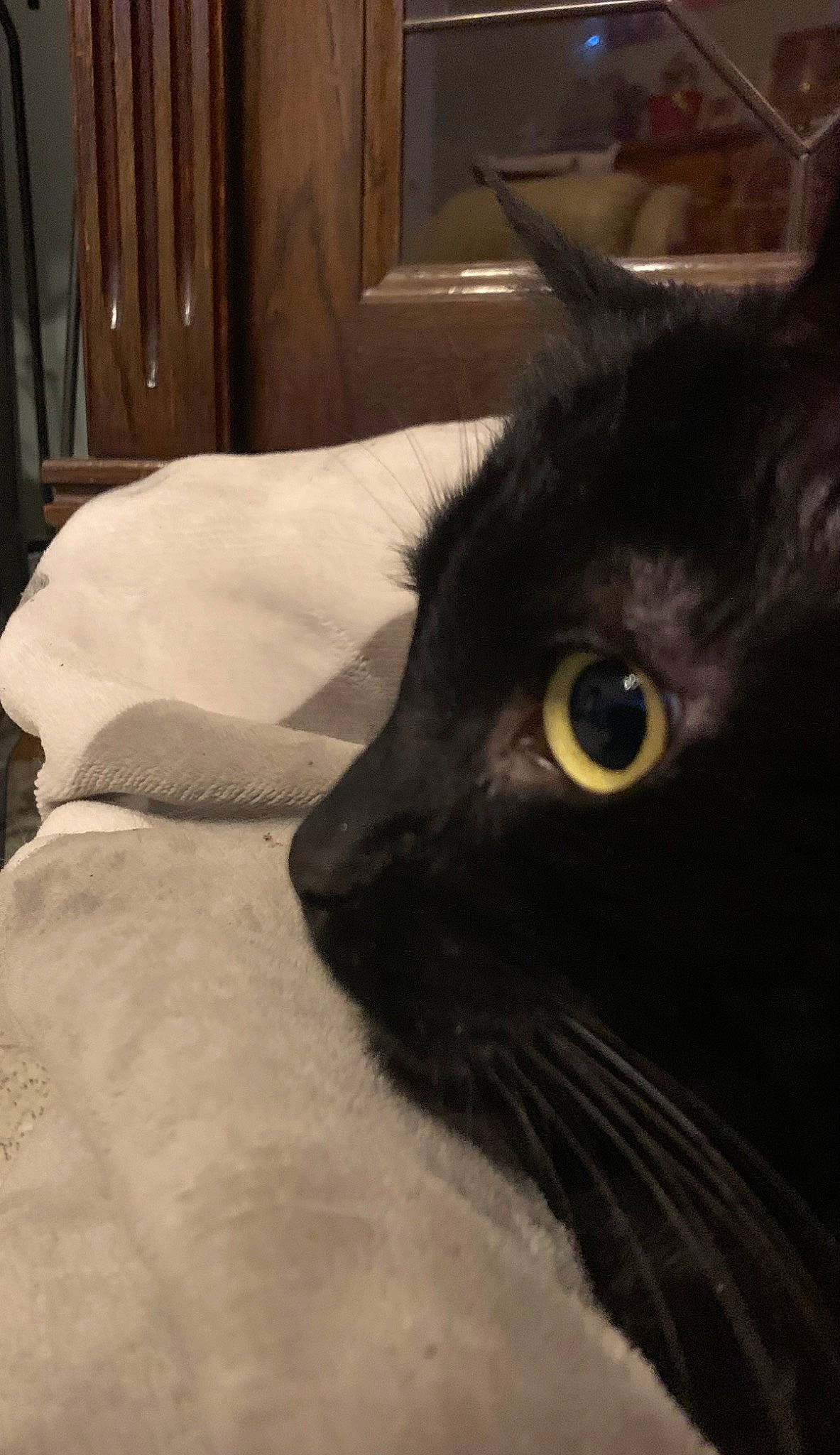 Noiro participe au concours pour gagner de l'argent avec cette photo : black_cat, bombay, carnivore, cat, comfort, domestic_short_haired_cat, felidae, fur, linens, monochrome_photography, small_to_medium_sized_cats, snout, terrestrial_animal, whiskers, working_animal