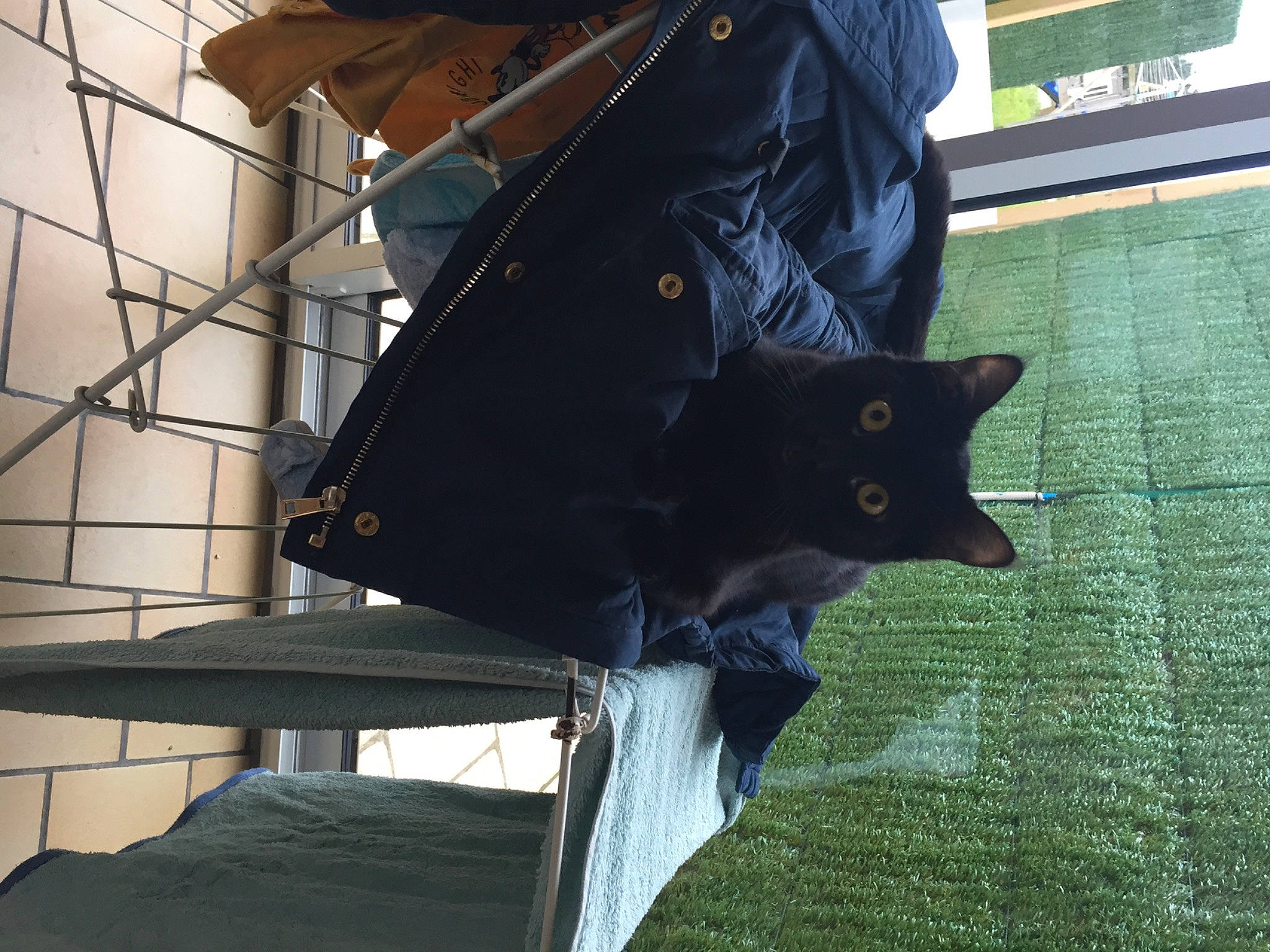 Noiro participe au concours pour gagner de l'argent avec cette photo : black_cat, bombay, carnivore, cat, domestic_short_haired_cat, felidae, fur, grass, leather_jacket, metal, pattern, plant, small_to_medium_sized_cats, tail, tree, whiskers, wood