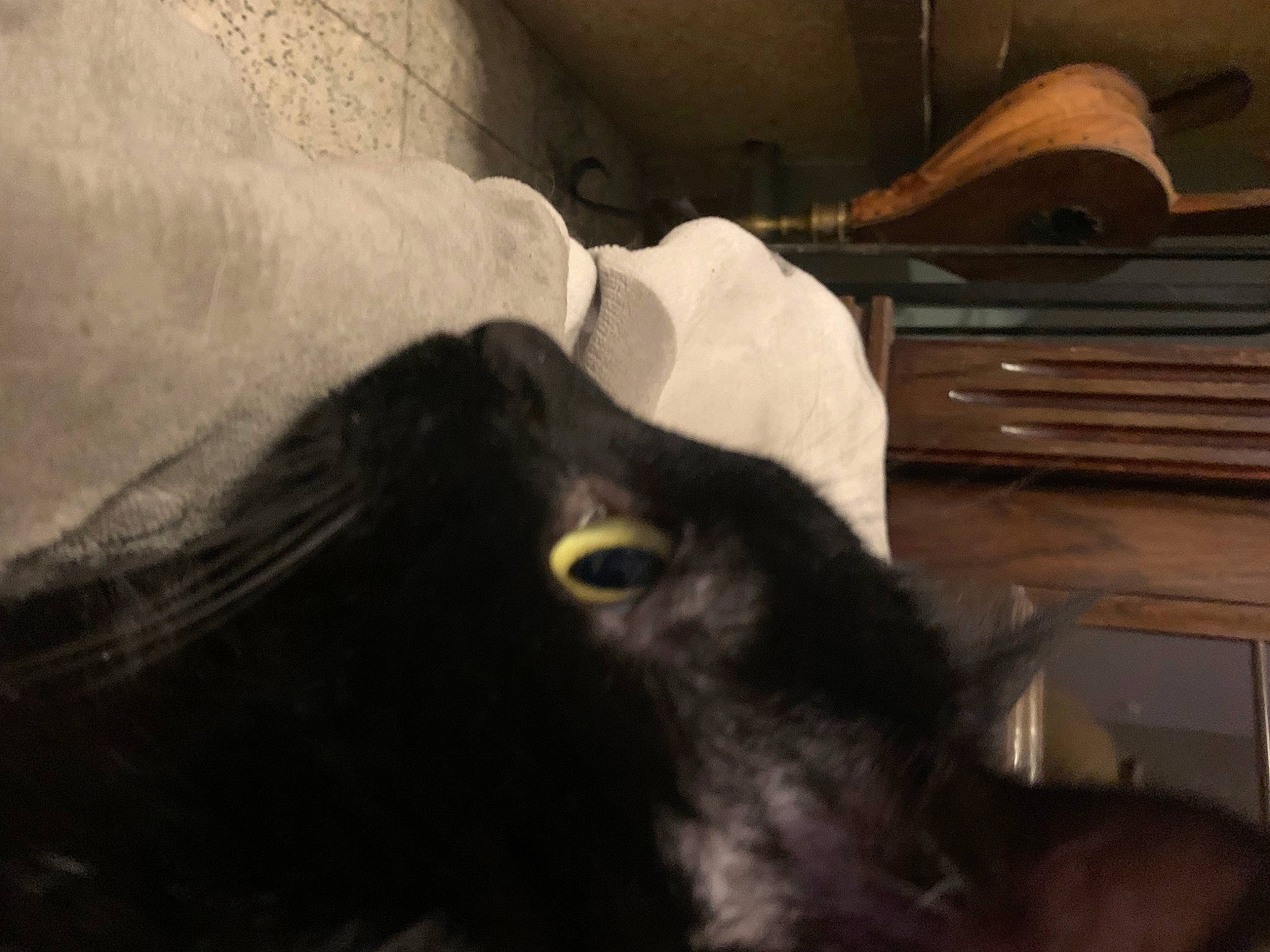 Noiro a rejoint le concours — aidez-le/la à gagner de superbes lots ! comfort, companion_dog, dog_breed, domestic_short_haired_cat, ear, eyelash, felidae, fur, guard_dog, hair, small_to_medium_sized_cats, sporting_group, tail, terrestrial_animal, whiskers, wood, working_animal