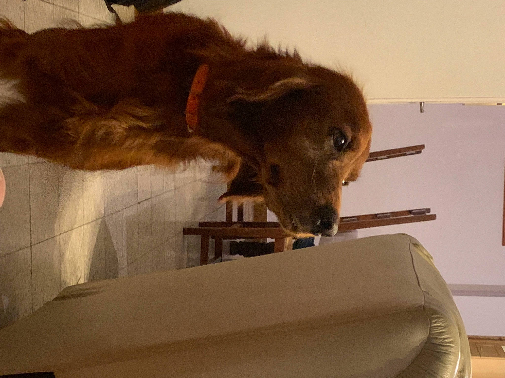 Iris a rejoint le concours — aidez-le/la à gagner de superbes lots ! brown, canidae, carnivore, companion_dog, dog, dog_breed, fawn, fur, gun_dog, liver, paw, retriever, snout, spaniel, sporting_group, whiskers, wood, working_animal