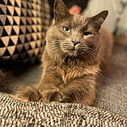 Ozzie joined the competition — help win amazing prizes! blurred_background, cat, closeup, couch, cozy, expression, eyes, feline, fur, furniture, gray_cat, home, indoor, patterned_pillow, person, pet, pillow, portrait, resting, whiskers