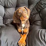 Darcy is registered to the contest to win money with this photo: adorable, animal, black_cushion, brown_dog, chair, comfort, crossed_paws, cute, dog, domestic_animal, fur, furniture, indoors, looking_up, pet, portrait, puppy, relaxed, small_dog, young_dog