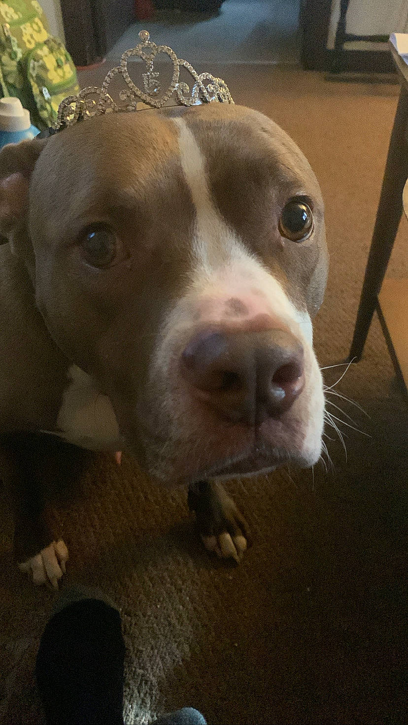 Bowie is registered to the contest to win money with this photo: braque_francais, canidae, carnivore, chair, companion_dog, dog, dog_breed, fawn, hunting_dog, liver, metal, non_sporting_group, snout, sporting_group, whiskers, working_animal