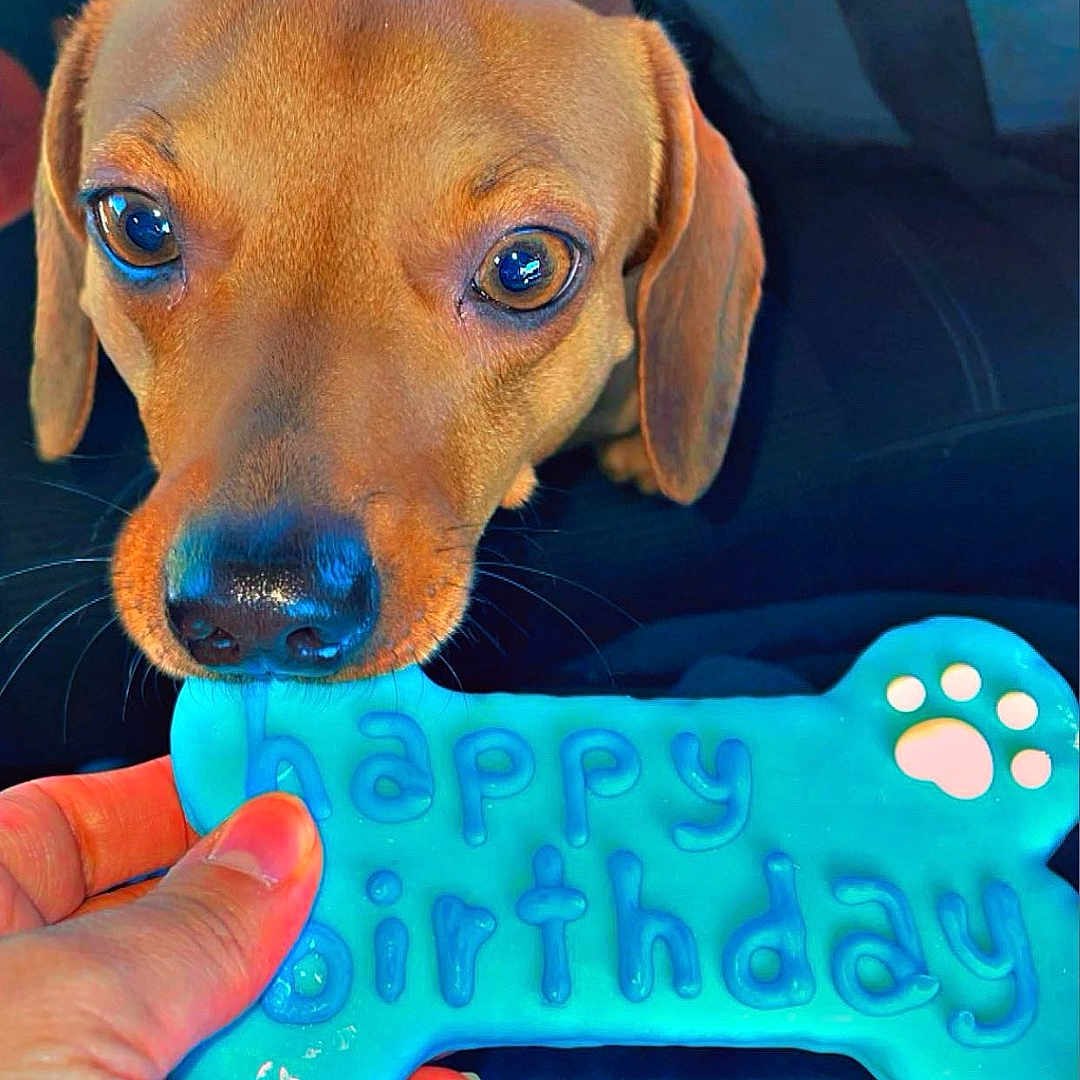 Bruno joined the competition — help win amazing prizes! animal, baby, birthdaycake, cake, canine, cat, cream, dessert, dog, face, food, head, hound, icing, person, pet, photography, portrait, puppy, text