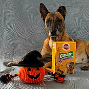 Shana a rejoint le concours — aidez-le/la à gagner de superbes lots ! Halloween, animal, background, black, box, brown, cute, dog, dog_treats, fabric, home, indoor, lying_down, orange, pet, pumpkin, quilt, texture, toy, witch_hat