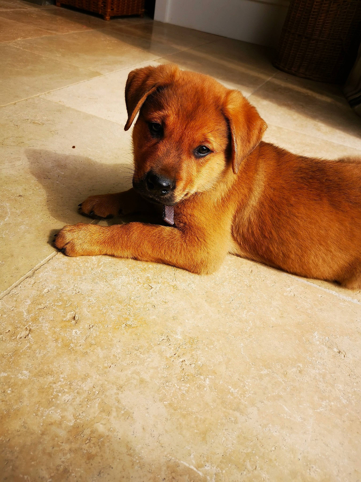 Baloo a rejoint le concours — aidez-le/la à gagner de superbes lots ! aspin, austrian_pinscher, canidae, carnivore, companion_dog, dog, dog_breed, fawn, floor, mammal, potcake_dog, puppy, rare_breed_dog, snout, sporting_group, street_dog