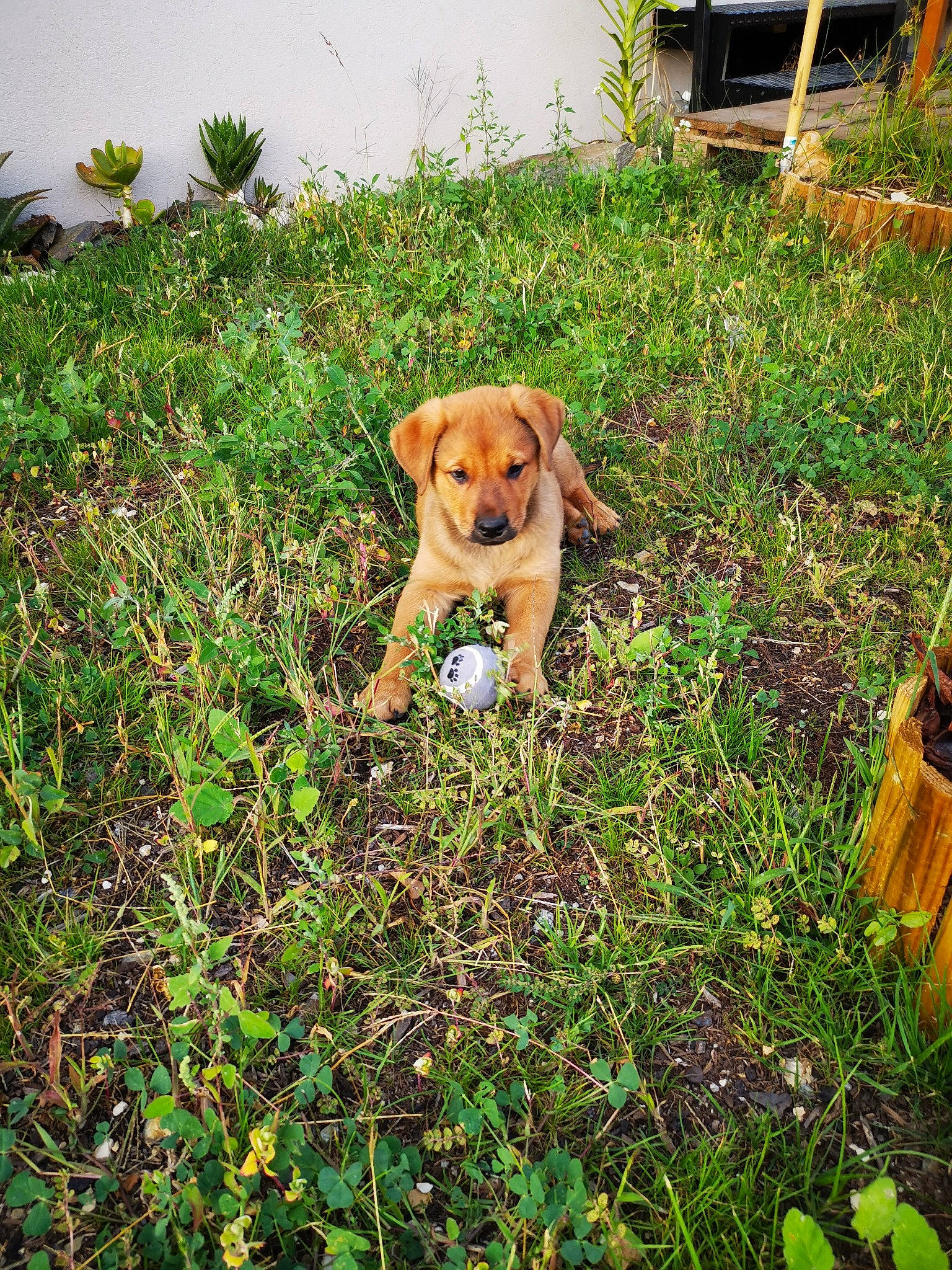 Baloo a rejoint le concours — aidez-le/la à gagner de superbes lots ! beagle, canidae, carnivore, companion_dog, dog, dog_breed, fawn, grass, labrador_retriever, lawn, mountain_cur, plant, puggle, puppy, rare_breed_dog, sporting_group