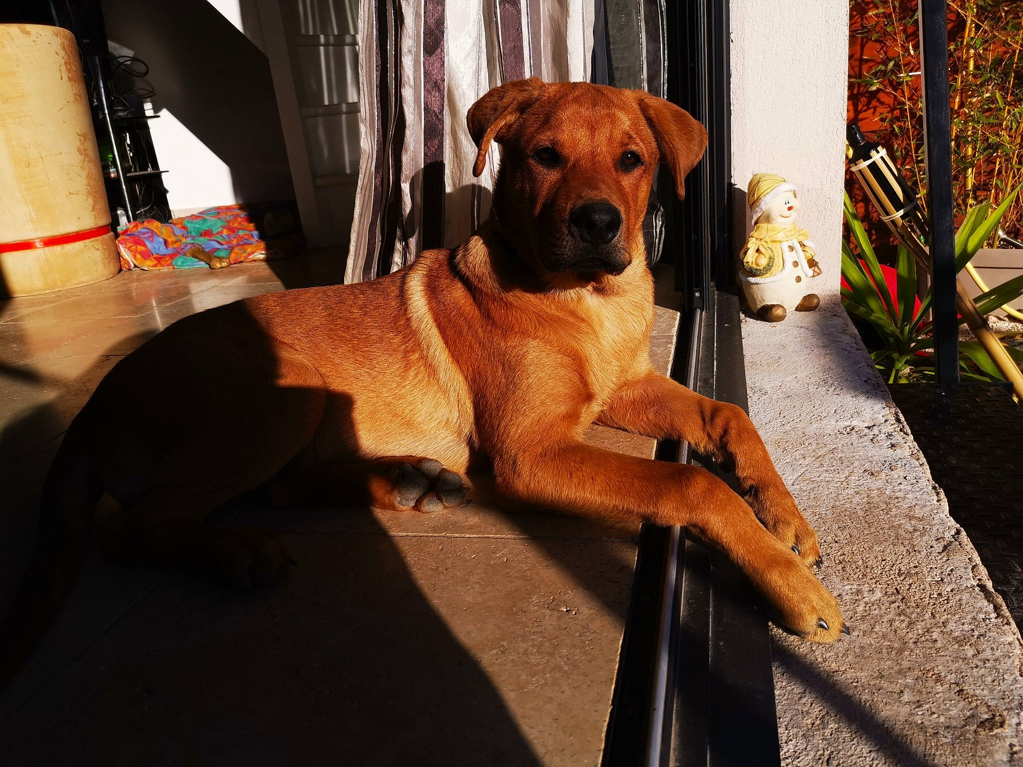 Baloo a rejoint le concours — aidez-le/la à gagner de superbes lots ! black_mouth_cur, boerboel, broholmer, canidae, carnivore, companion_dog, dog, dog_breed, fawn, fila_brasileiro, guard_dog, mammal, molosser, rare_breed_dog, rhodesian_ridgeback, snout, sporting_group, tosa, vertebrate