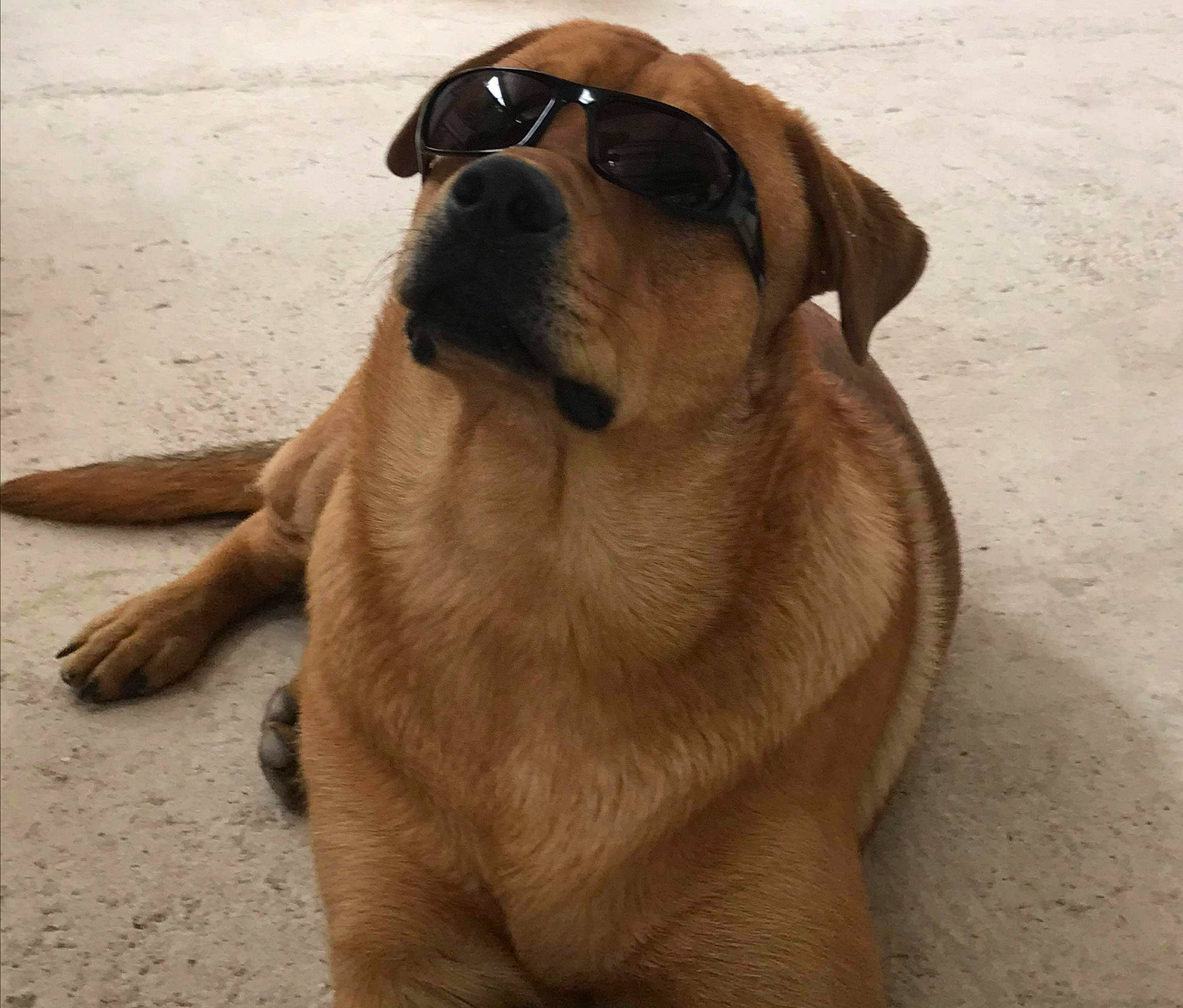 Baloo a rejoint le concours — aidez-le/la à gagner de superbes lots ! ancient_dog_breeds, boerboel, canidae, carnivore, companion_dog, dog, dog_breed, fawn, mammal, rare_breed_dog, snout, sporting_group, vertebrate