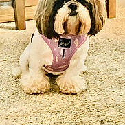 Chloe joined the competition — help win amazing prizes! adorable, animal, bow, brown, carpet, companion, cute, dog, fluffy, furniture, harness, household, indoor, living_room, pet, purple, shih_tzu, sitting, small_dog, white