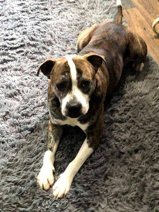 Toby is registered to the contest to win money with this photo: ancient_dog_breeds, carnivore, companion_dog, dog, dog_breed, fawn, grass, molosser, snout, soil, sporting_group, terrestrial_animal, whiskers, wood, working_animal, working_dog