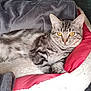 cat, tabby, pet_bed, blanket, indoor, feline, resting, cozy, fur, animal, cute, domestic_animal, relaxed, yellow_eyes, striped, soft_texture, comfort, sleepy, cushion, laying_down