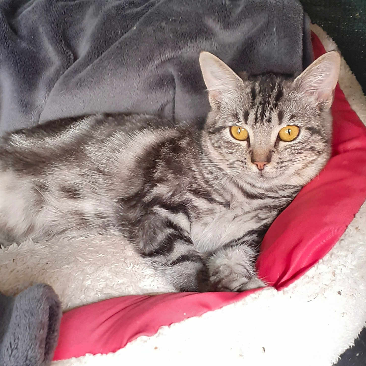 Choupette participe au concours pour gagner de l'argent avec cette photo : animal, blanket, cat, comfort, cozy, cushion, cute, domestic_animal, feline, fur, indoor, laying_down, pet_bed, relaxed, resting, sleepy, soft_texture, striped, tabby, yellow_eyes