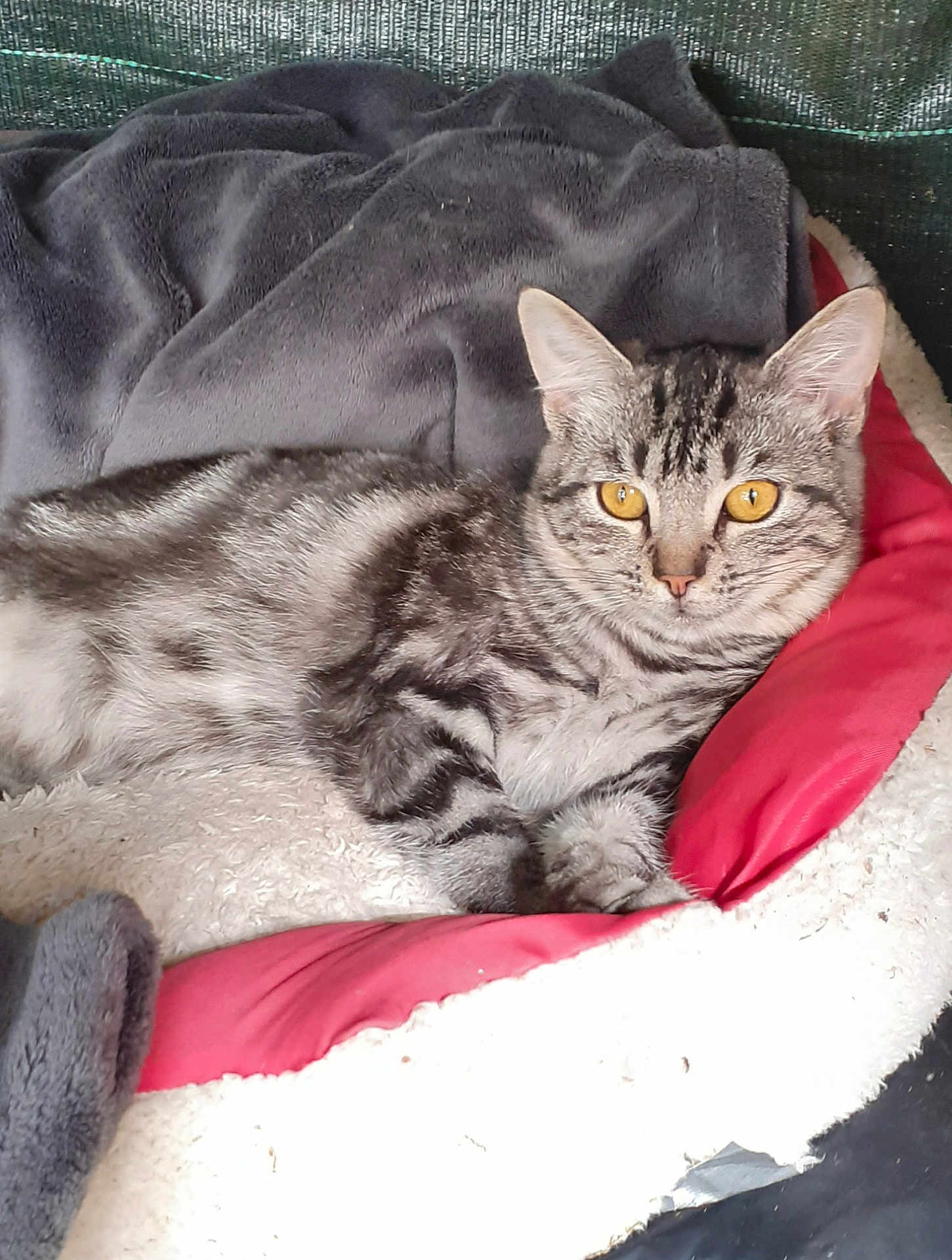 Choupette