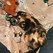 Pumpkin joined the competition — help win amazing prizes! animal, blanket, cat, cozy, cute, domestic_cat, feline, fur, indoor, lying_down, pattern, paw, pet, relaxed, resting, soft_toy, stuffed_animal, tail, tortoiseshell_cat, whiskers