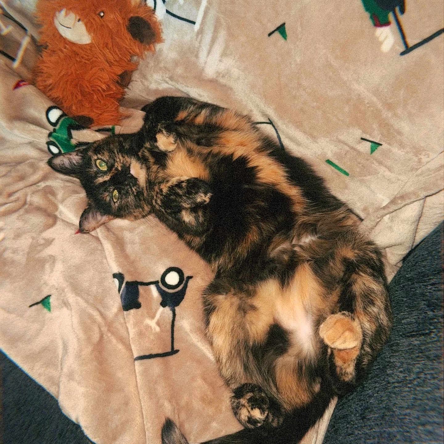 Pumpkin joined the competition — help win amazing prizes! animal, blanket, cat, cozy, cute, domestic_cat, feline, fur, indoor, lying_down, pattern, paw, pet, relaxed, resting, soft_toy, stuffed_animal, tail, tortoiseshell_cat, whiskers