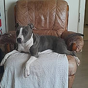 Saidy a rejoint le concours — aidez-le/la à gagner de superbes lots ! armchair, calm, canine, comfortable, content, dog, domestic, floor, furniture, grey_dog, home, indoor, leather_chair, living_room, pet, relaxed, resting, sprawled, towel, white_dog