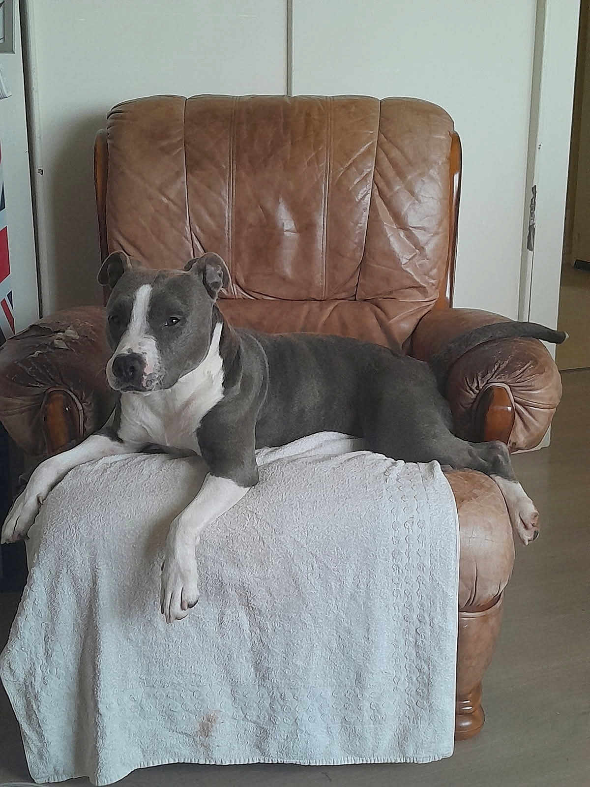 Saidy a rejoint le concours — aidez-le/la à gagner de superbes lots ! armchair, calm, canine, comfortable, content, dog, domestic, floor, furniture, grey_dog, home, indoor, leather_chair, living_room, pet, relaxed, resting, sprawled, towel, white_dog
