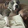 Saidy a rejoint le concours — aidez-le/la à gagner de superbes lots ! animal, blanket, canine, comfortable, couch, dog, domestic, ears, furry, home, indoor, leather, nap, paw, pet, relaxed, resting, sleeping, snout, tongue