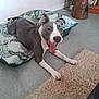 animal, bookshelf, canine, carpet, cushion, dog, drum, ears_up, floor, gray, homedecor, indoor, mammal, mouth_open, pet, playful, relaxed, rug, tongue_out, white