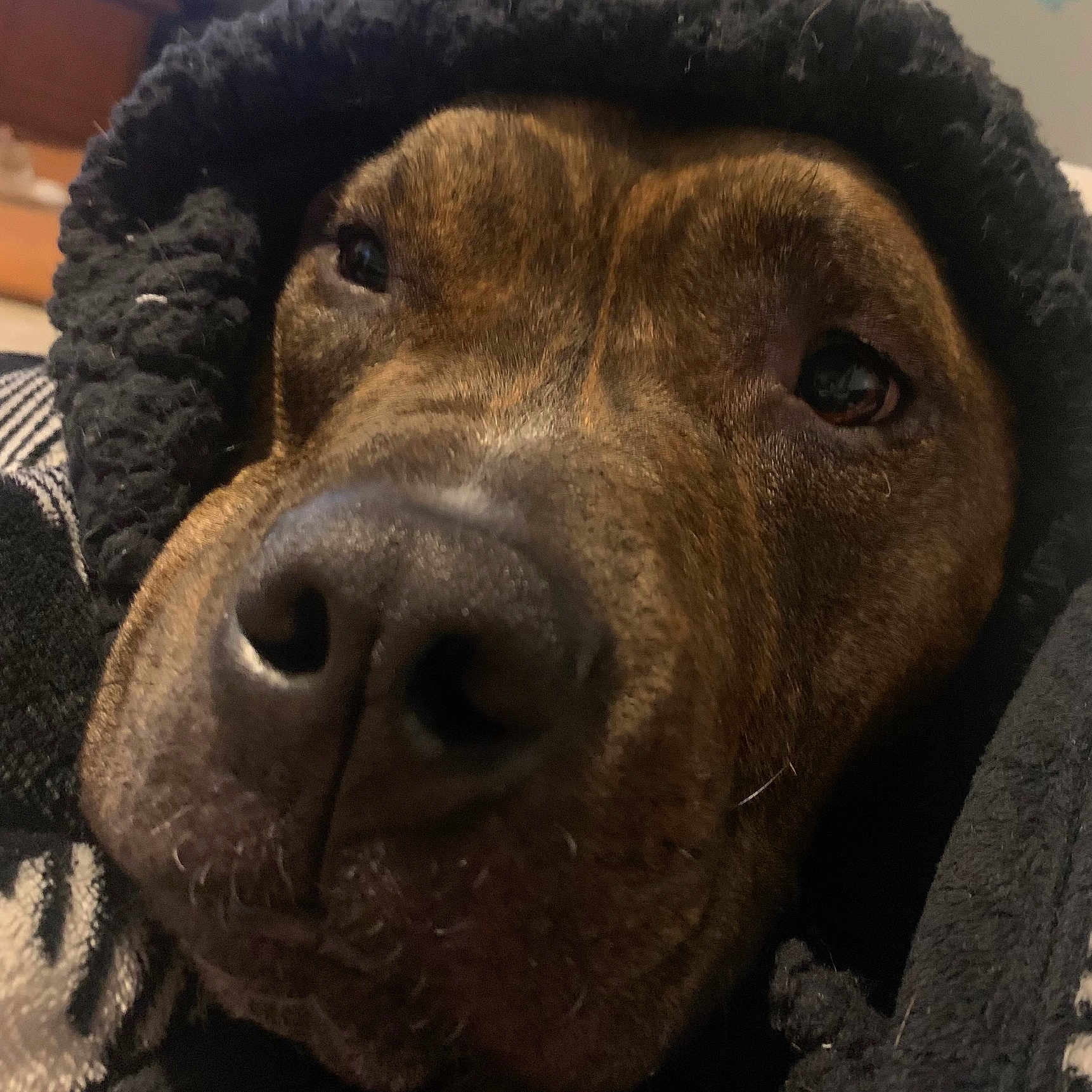Natas joined the competition — help win amazing prizes! animal, blanket, boxer, bulldog, canine, clothing, dog, hood, hoodie, hound, knitwear, labradorretriever, person, pet, pitbull, puppy, sleeping, snout, sweater, sweatshirt