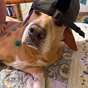 Bella joined the competition — help win amazing prizes! dog, pet, cap, hat, adidas, bed, quilt, indoor, relaxed, brown_dog, white_paw, portrait, canine, animal, cute, laying_down, closeup, furniture, colorful, casual