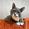 cat, gray_cat, white_paws, green_eyes, curious, pet, indoor, cushion, orange_cushion, texture, feline, whiskers, closeup, portrait, domestic_cat, cute, animal, mammal, relaxed, head_tilt