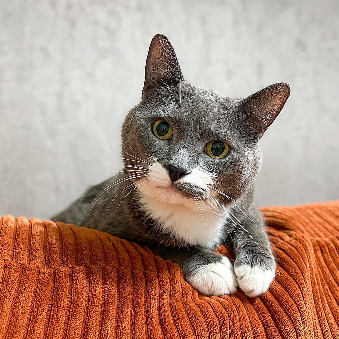 Napoléon a rejoint le concours — aidez-le/la à gagner de superbes lots ! cat, gray_cat, white_paws, green_eyes, curious, pet, indoor, cushion, orange_cushion, texture, feline, whiskers, closeup, portrait, domestic_cat, cute, animal, mammal, relaxed, head_tilt