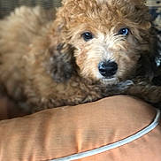 Brody is registered to the contest to win money with this photo: dog, puppy, curly_fur, brown_fur, black_nose, cushion, indoor, close_up, soft_focus, pet, animal, cozy, resting, woven_background, furry, cute, domestic_animal, relaxing, companion, portrait