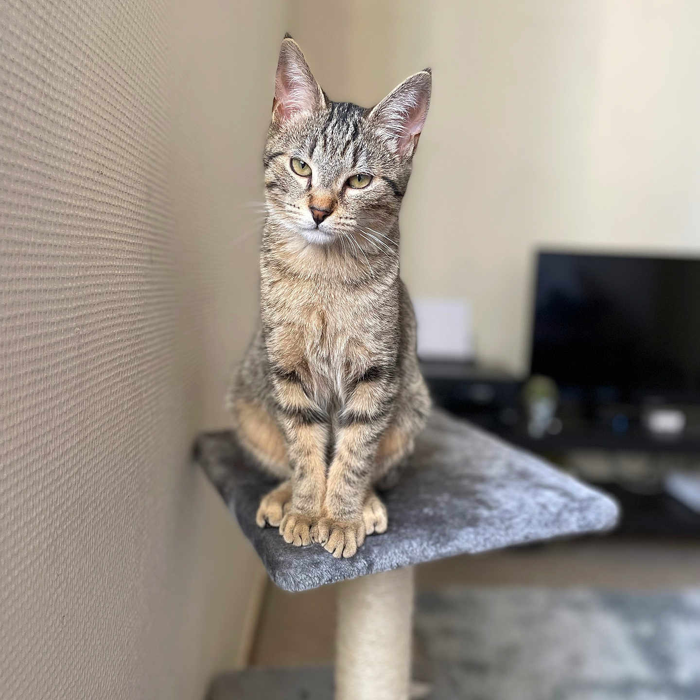Sushi a rejoint le concours — aidez-le/la à gagner de superbes lots ! animal, blurred_background, brown, cat, cat_tree, cozy, ears, feline, fur, gray, household, indoor, looking_at_camera, pet, portrait, sitting, striped, tabby_cat, wall, whiskers