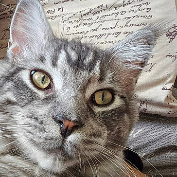 Ussop a rejoint le concours — aidez-le/la à gagner de superbes lots ! abyssinian, angora, animal, bed, blanket, cat, couch, cushion, face, furniture, head, homedecor, kitten, linen, manx, person, pet, photography, portrait, text
