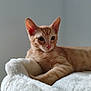 cat, kitten, orange_tabby, fluffy_blanket, indoor, pet, animal, relaxing, closeup, fur, whiskers, pink_nose, ears, soft_texture, cute, young_cat, resting, cozy, domestic_cat, feline