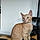 Albus