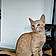 Albus