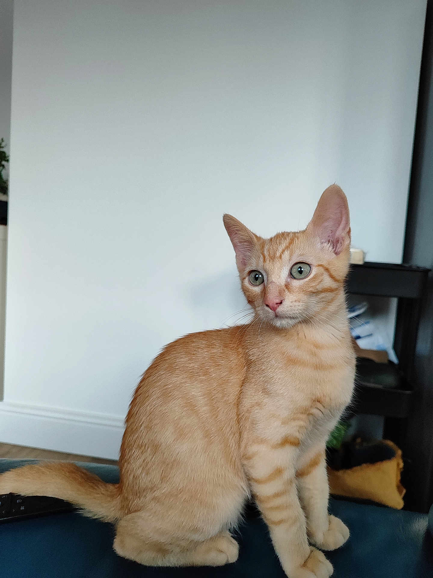 Albus