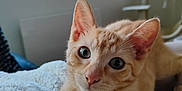 Albus a rejoint le concours — aidez-le/la à gagner de superbes lots ! cat, kitten, orange_tabby, pet, indoor, blanket, cozy, furniture, window, plants, cat_tree, fur, whiskers, cute, animal, relaxed, close_up, young, soft, domestic