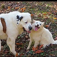 Daisy Precious is registered to the contest to win money with this photo: dog, dogs, outdoor, autumn, leaves, playful, happy, tongue_out, white_fur, brown_patch, grass, nature, pet, canine, animal, smiling, sitting, standing, daylight, two_animals