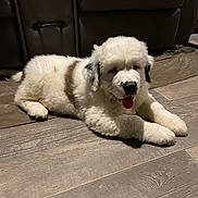 Daisy joined the competition — help win amazing prizes! puppy, dog, fluffy, white, brown, tongue_out, lying_down, floor, wooden_floor, indoor, pet, cute, young_dog, canine, domestic_animal, fur, relaxed, home, couch, animal